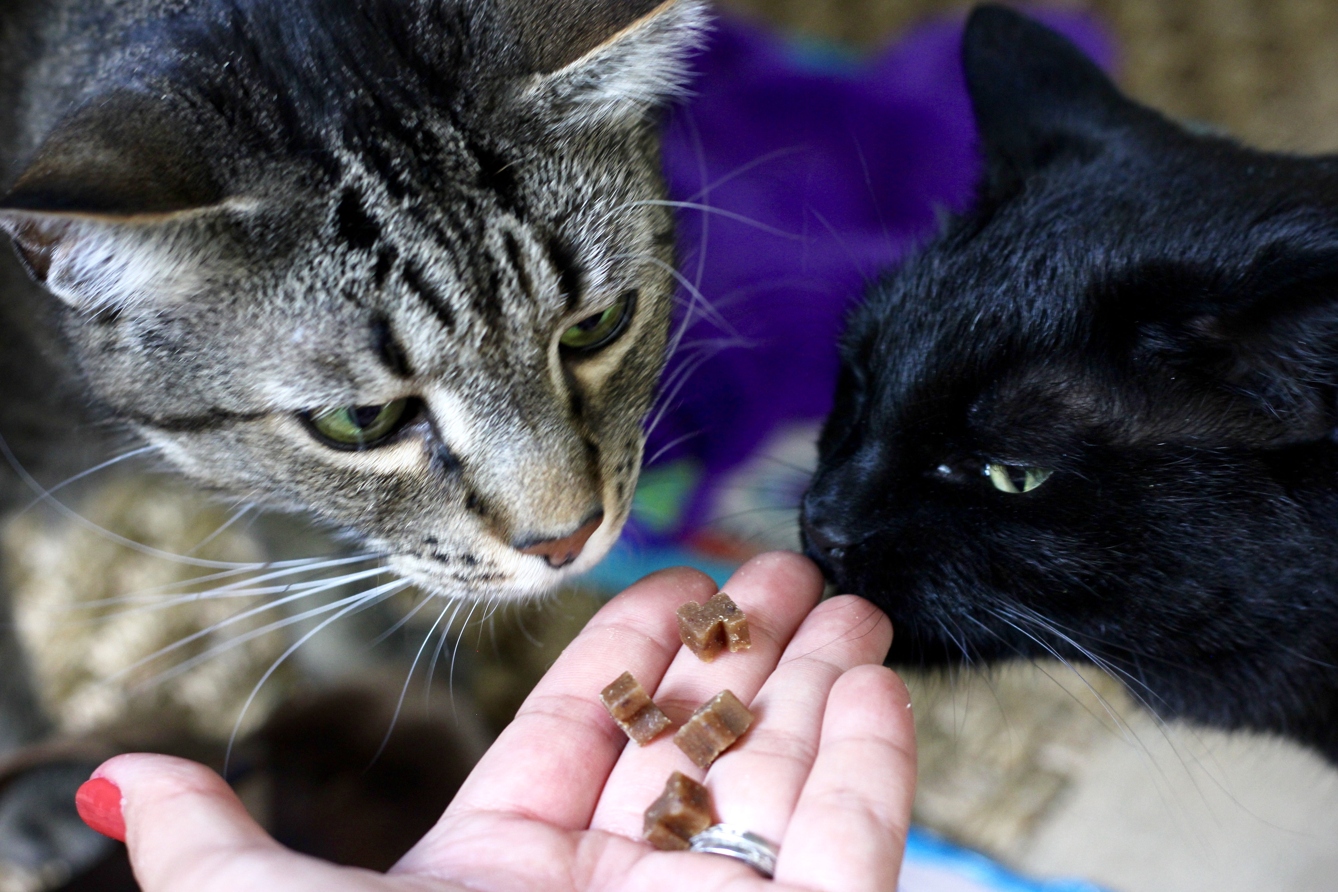 zuke's natural purrz cat treats