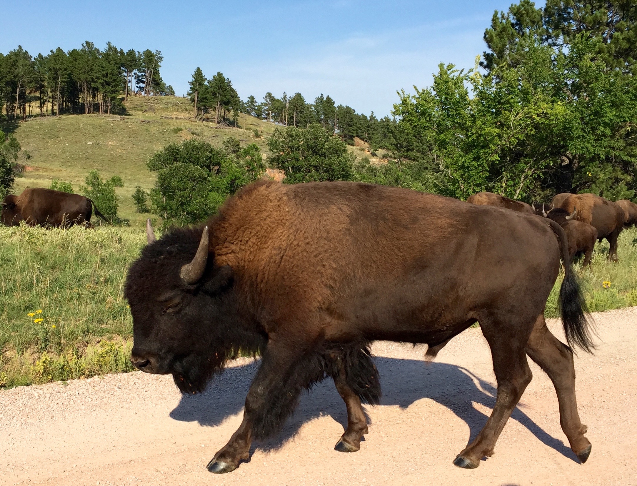 Custer State Park, South Dakota - Wildlife, History and ...