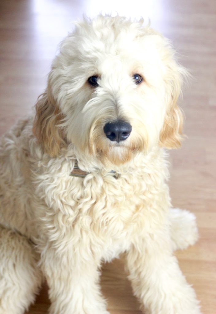 Best Goldendoodle Toys for Puppies and Adults - Reviews & Buying Guide