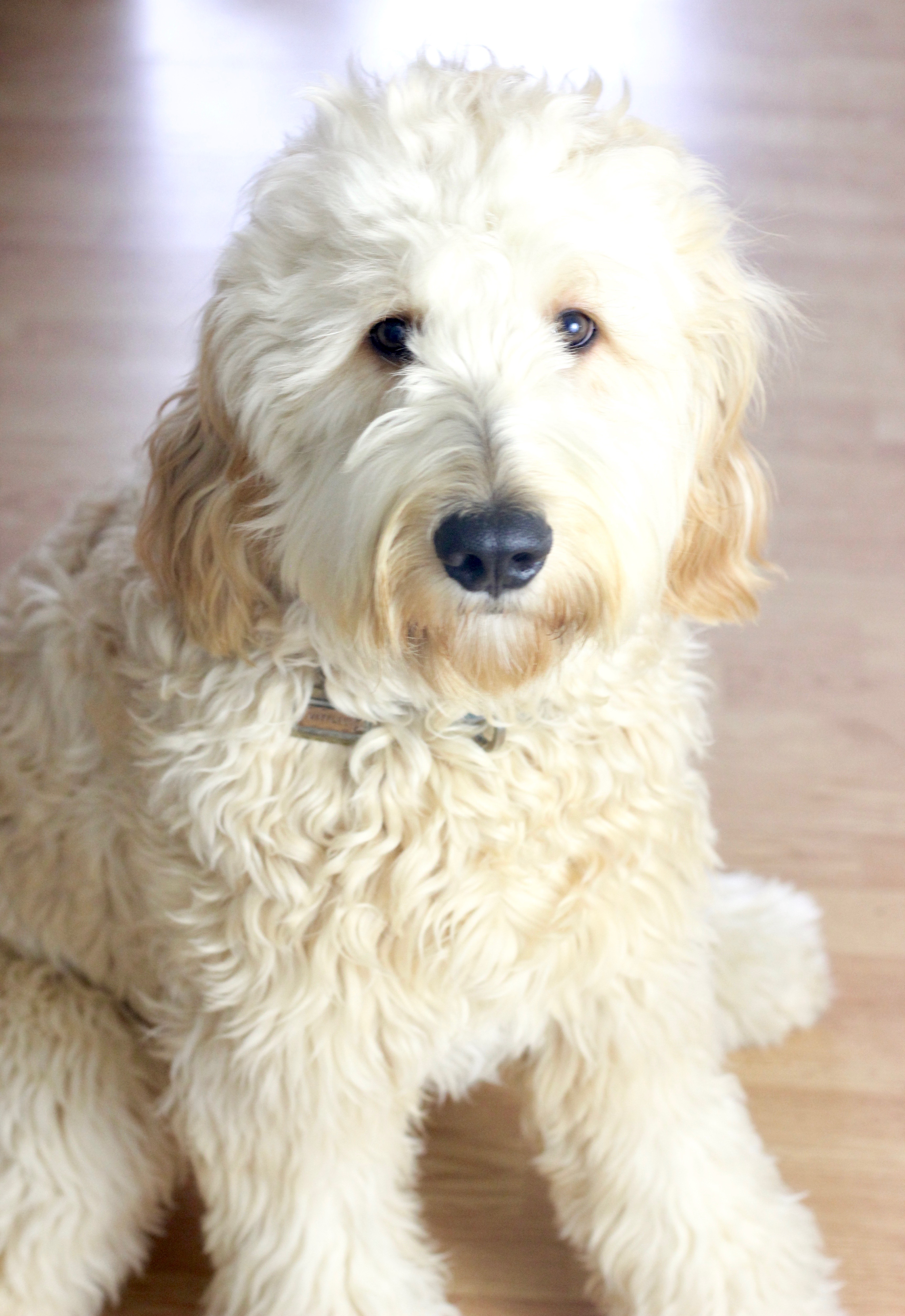 Irish cream hot sale goldendoodle