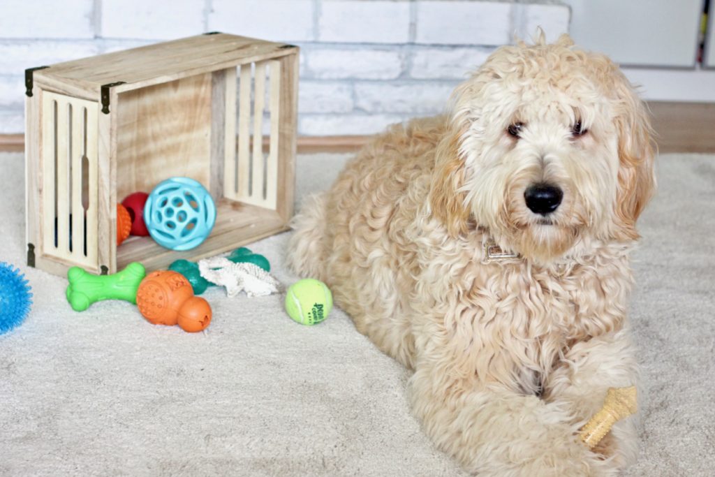 Top 5 Best Dog Toys For Goldendoodles - The Homespun Chics